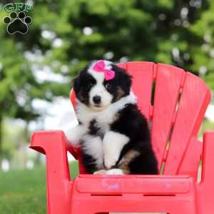 Cisco, Miniature Australian Shepherd Puppy